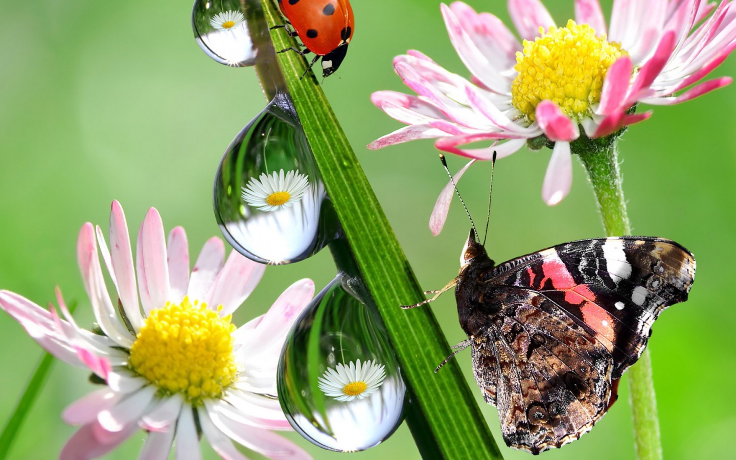 Hежные цветы