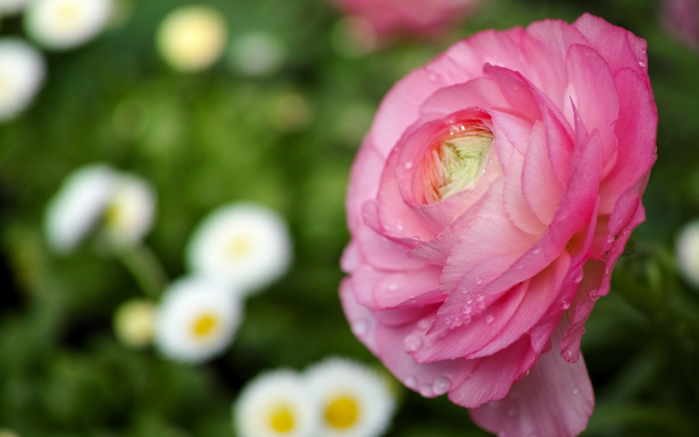 Нежные лепестки розы