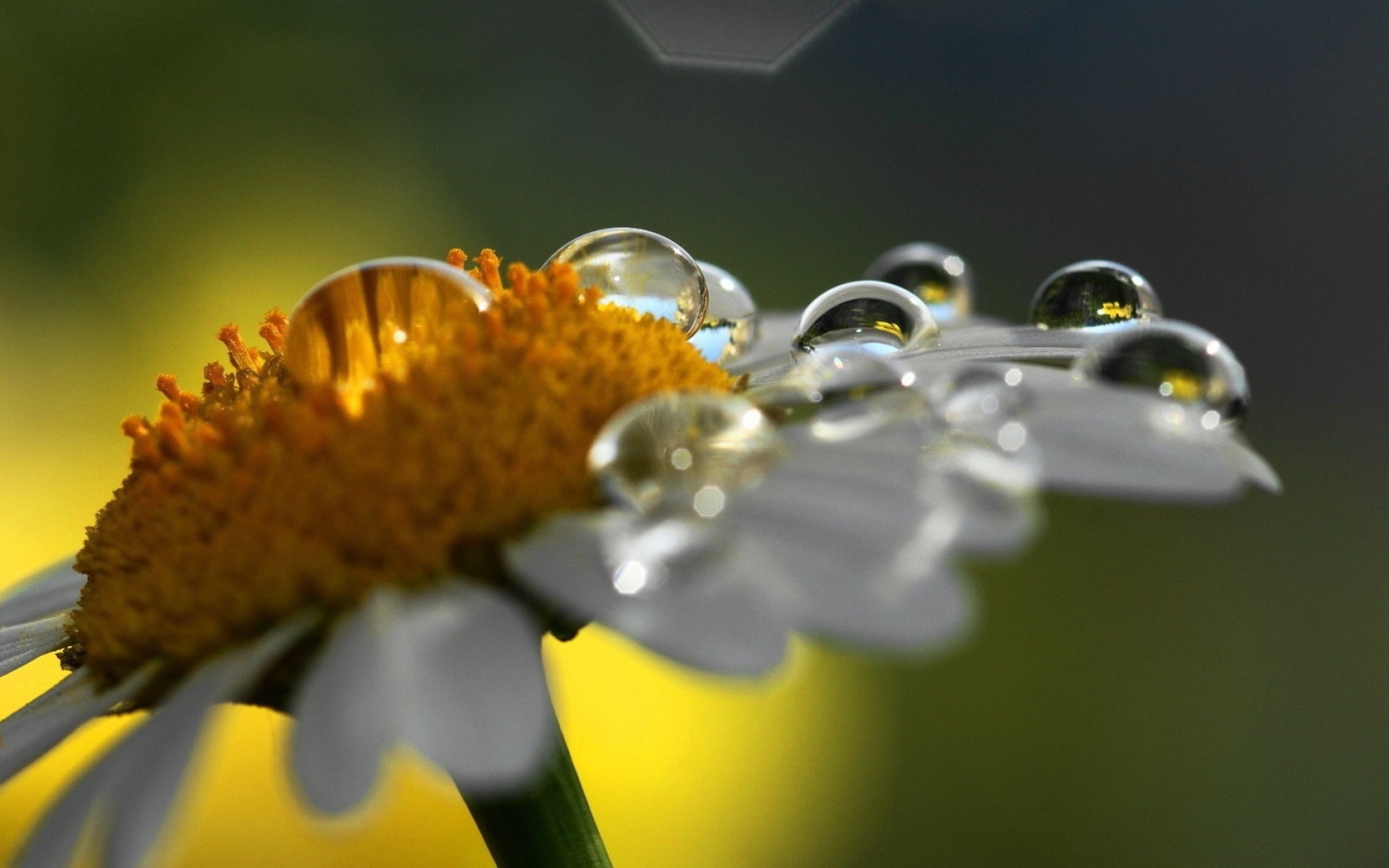 Роса на ромашке