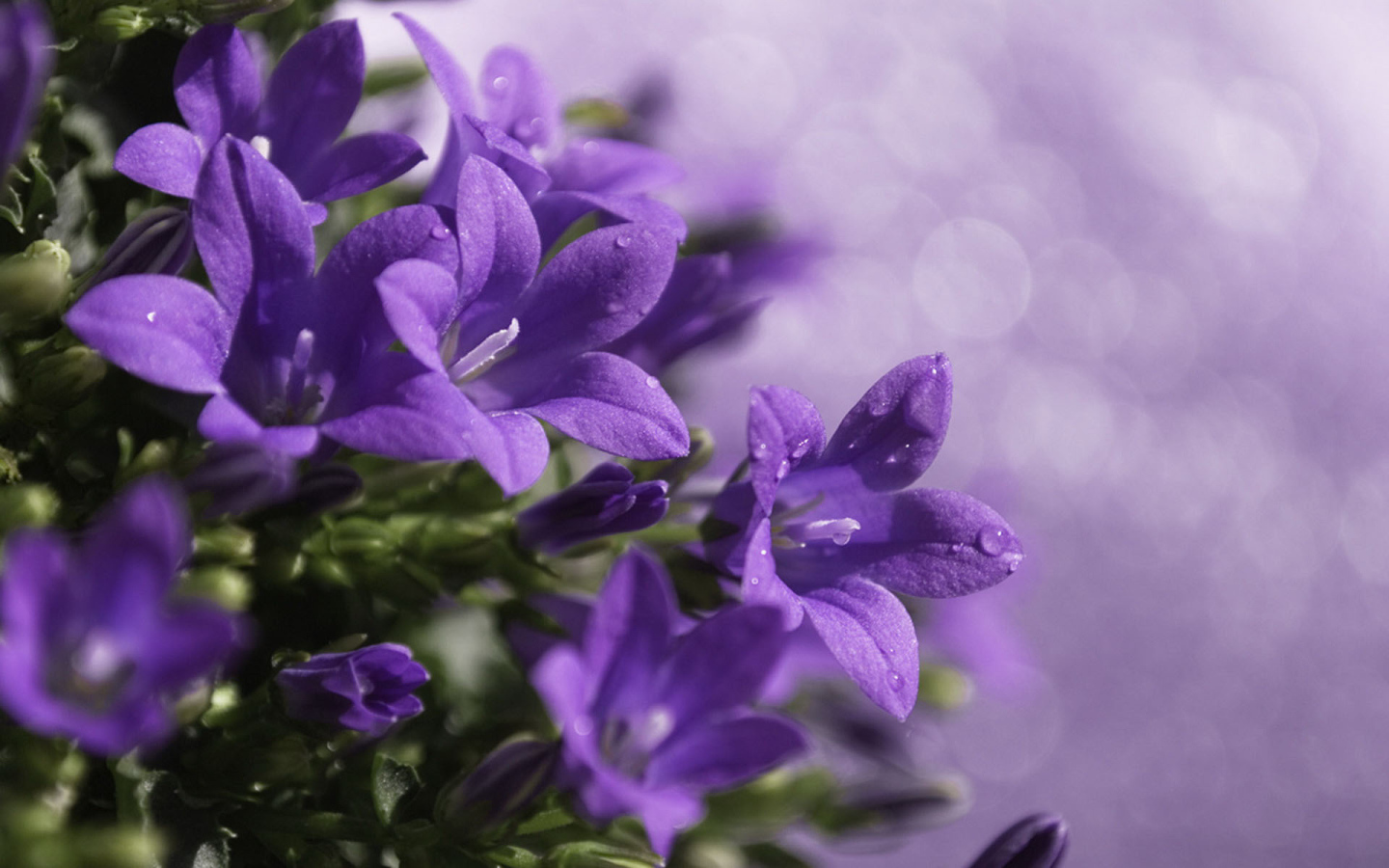 Роса на колокольчиках