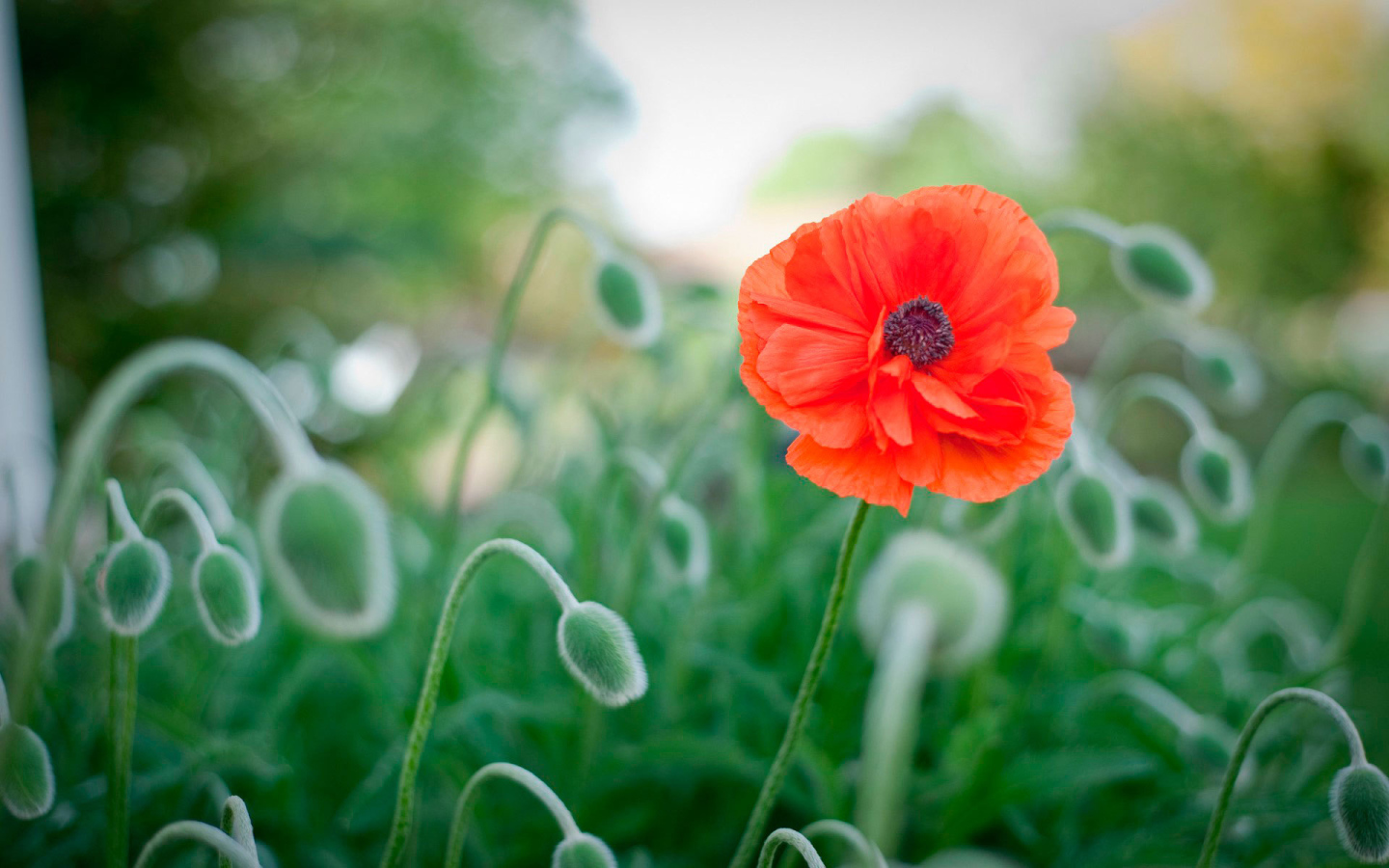 Божественный цветок красный мак