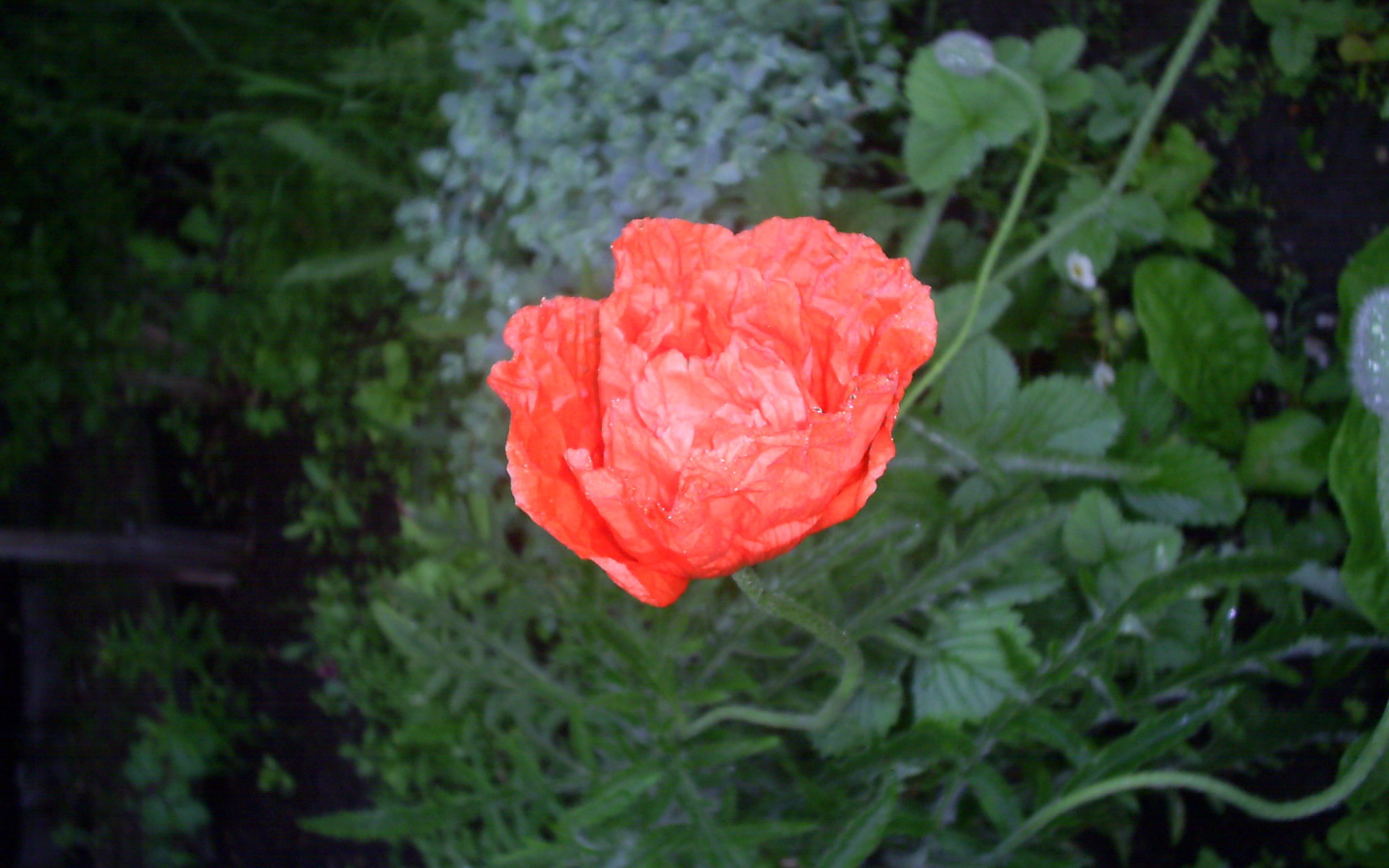 Божественный  красный мак