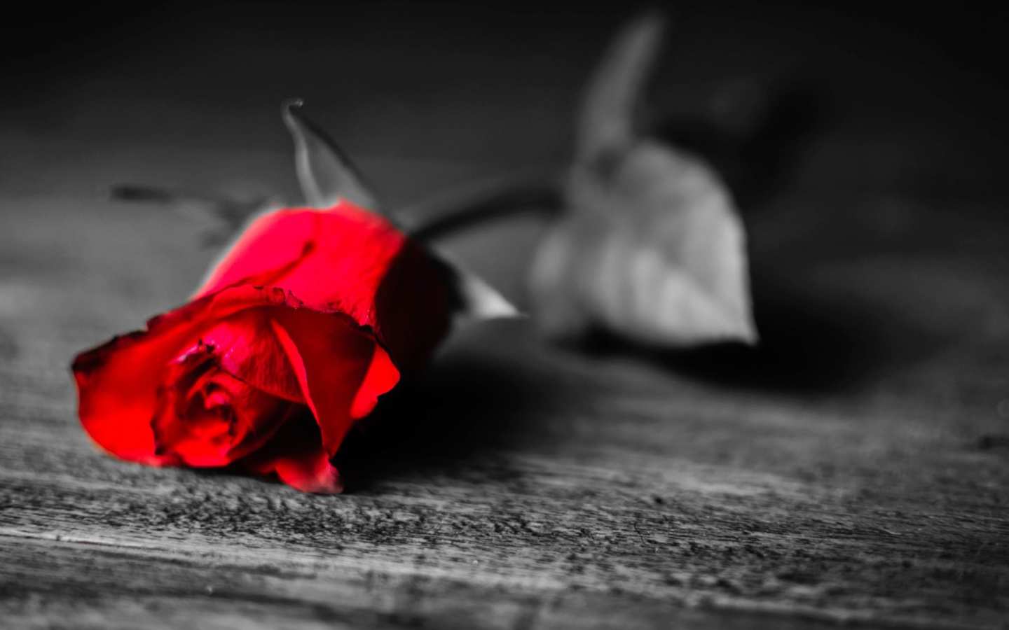 Увядающая алая роза