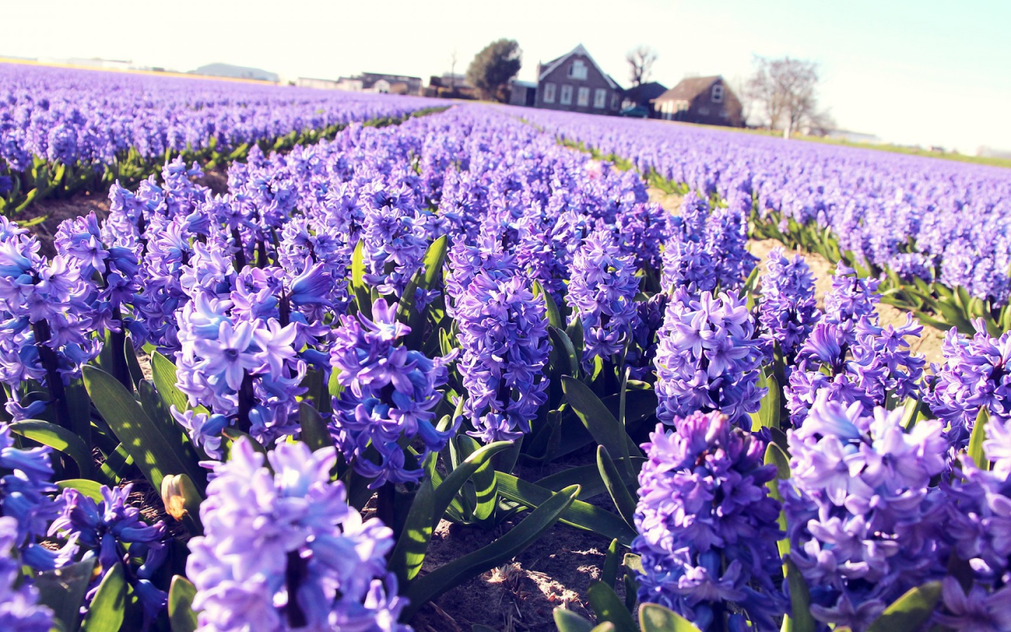 Поле сиреневых цветов