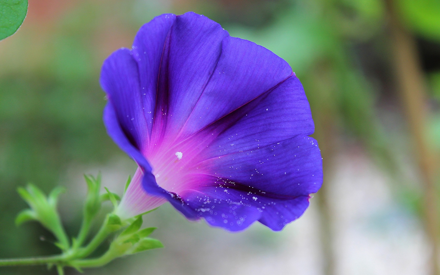 Цветок синий колокольчик