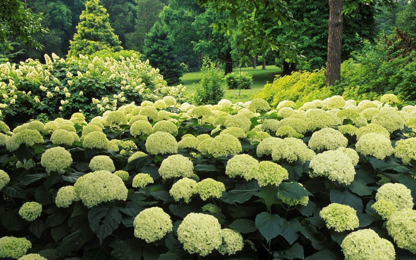 Цветочный куст в парке