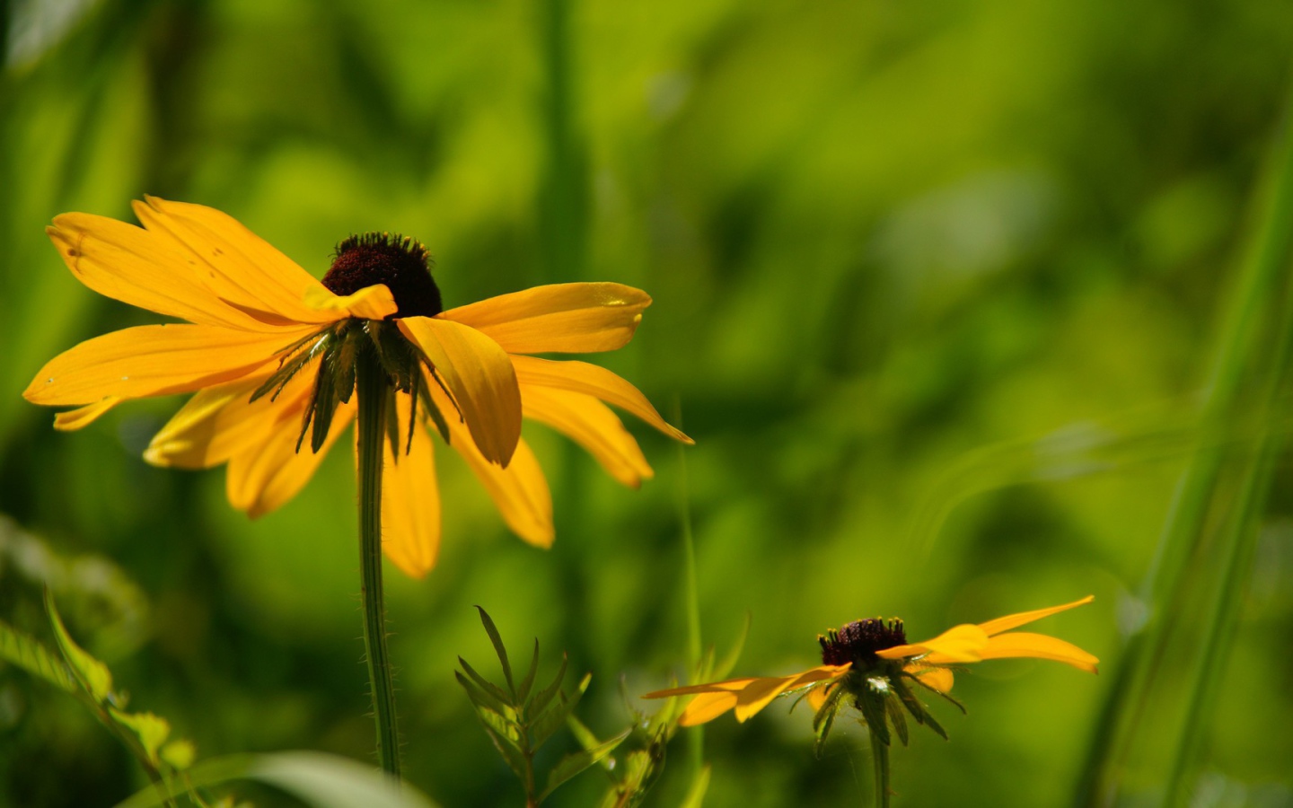 Цветок в траве