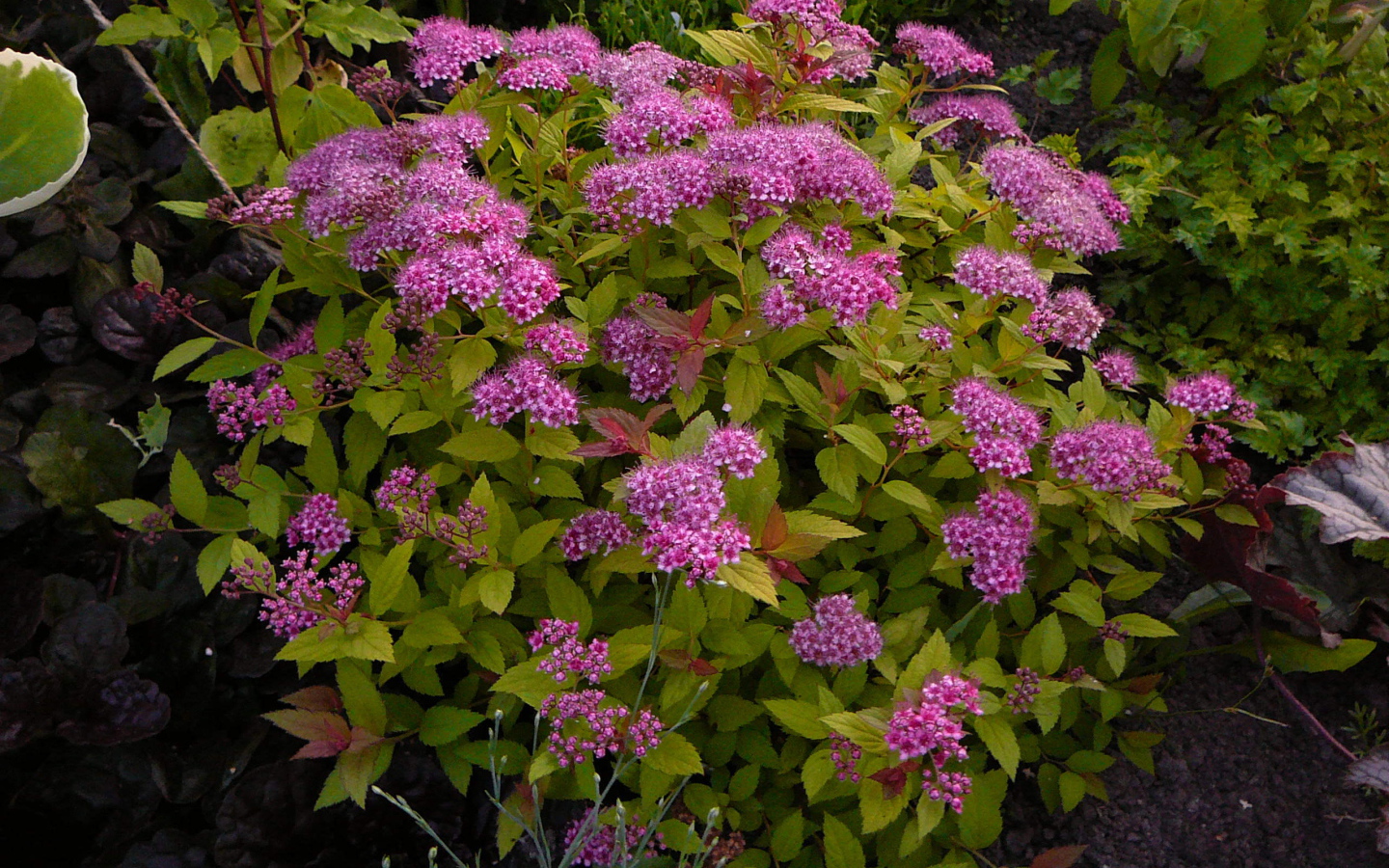 Выращивание цветов спирея в саду