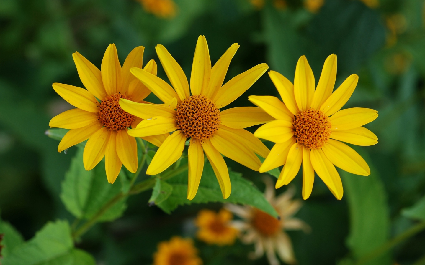 Выращивание цветов венидиум в саду