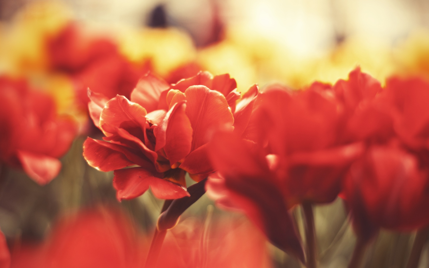 Цветы вблизи