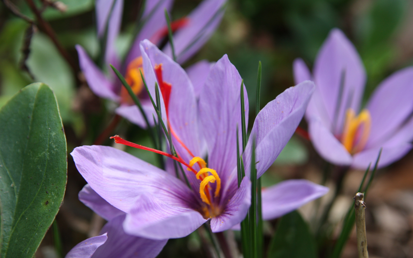 Цветы шафран на поляне