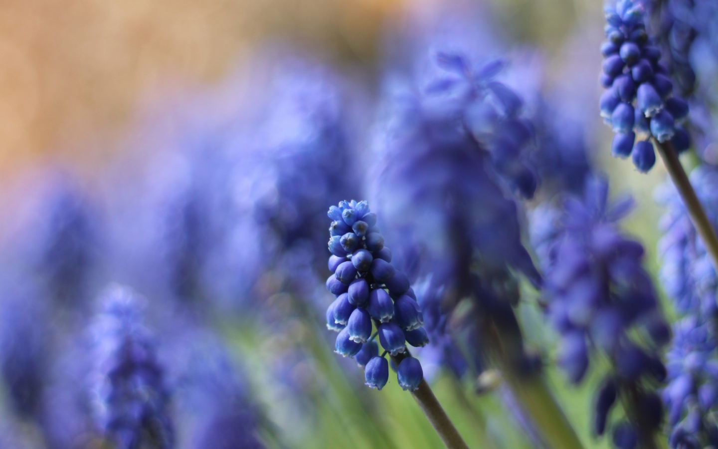 Цветы кисточкой