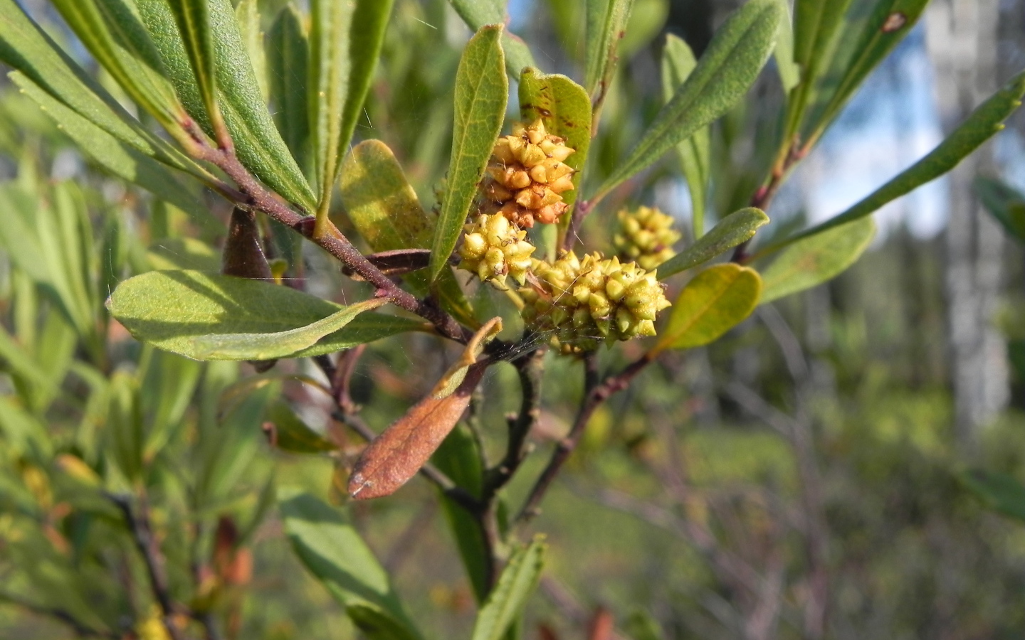 Растение восковник на клумбе в саду