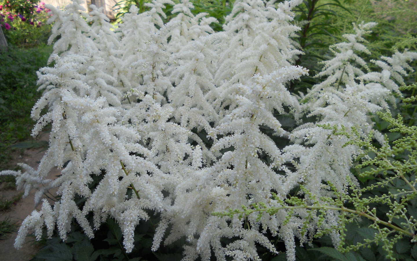 Садовые цветы астильба на дачном участке