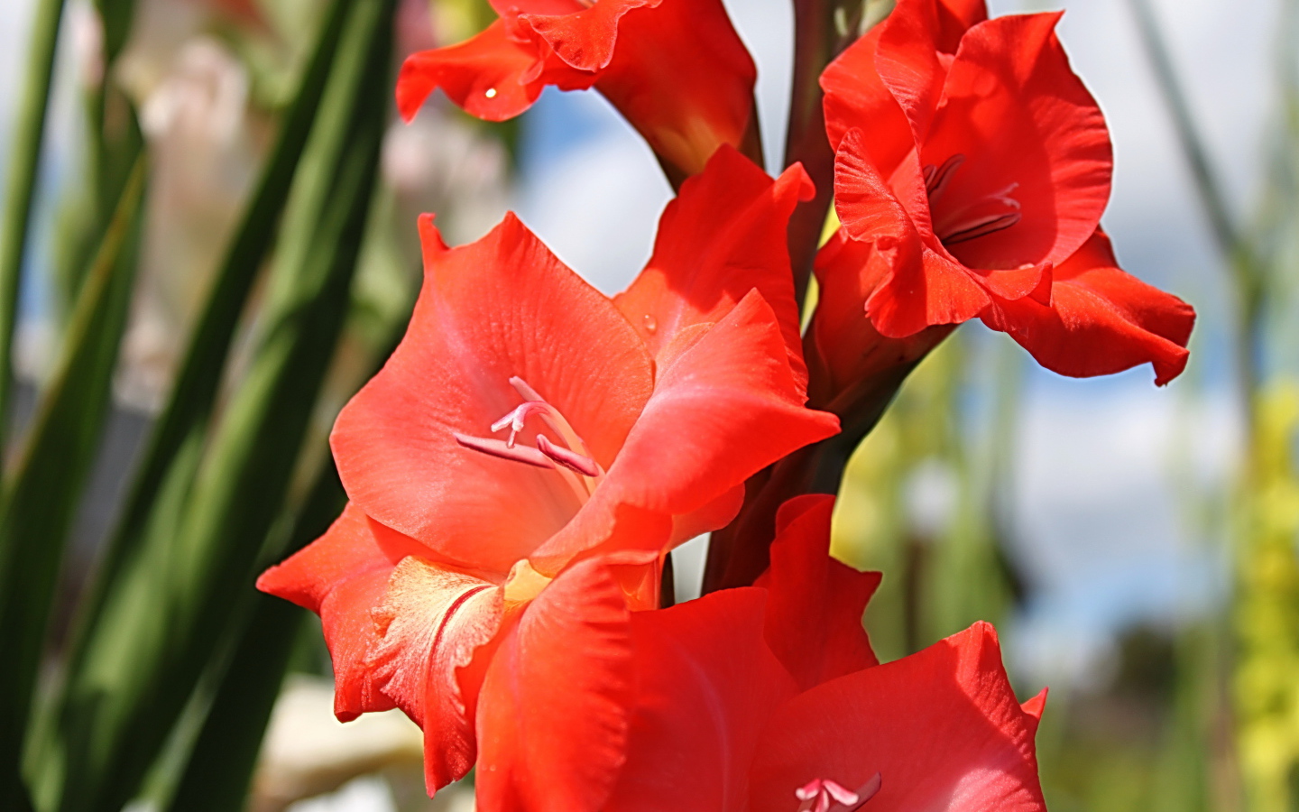 Садовые цветы гладиолус на дачном участке