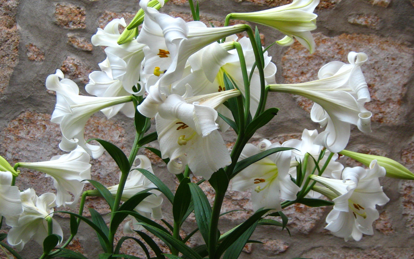 Садовые цветы лилия на дачном участке