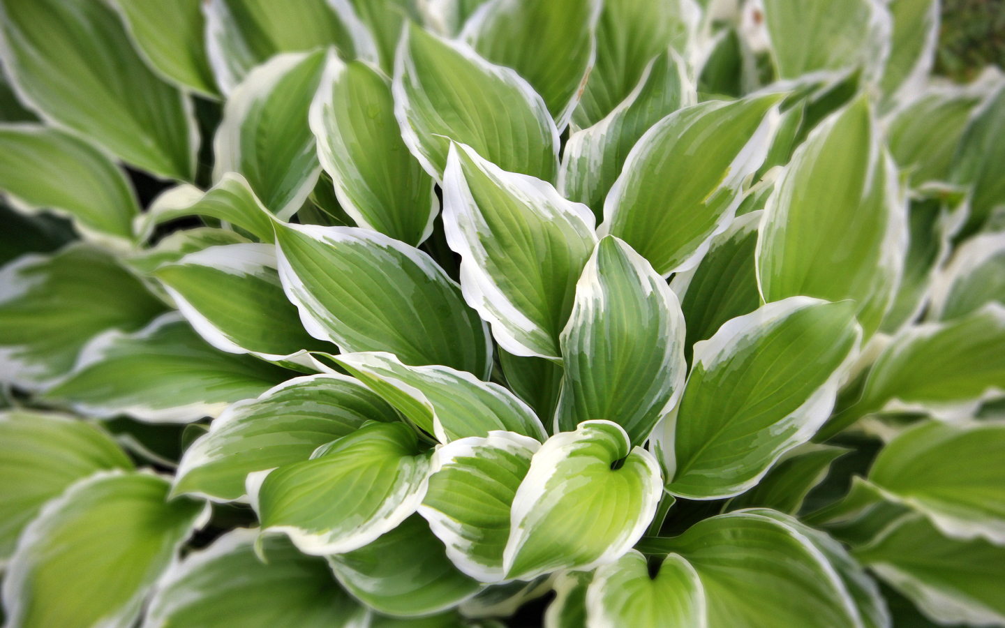 Садовое растение хоста на дачном участке