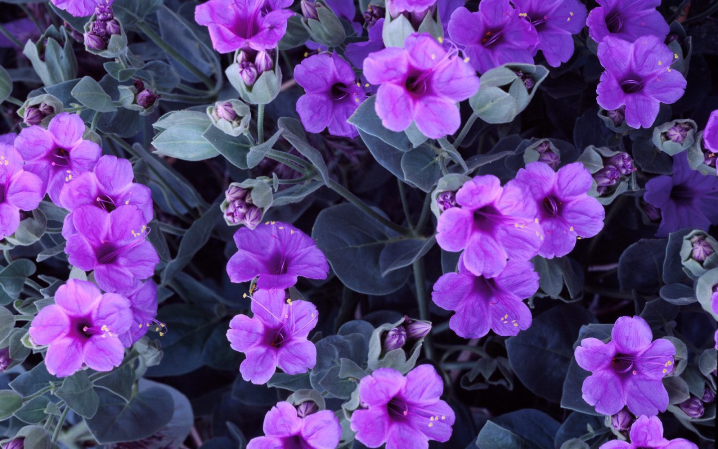 Цветы гиацинта 