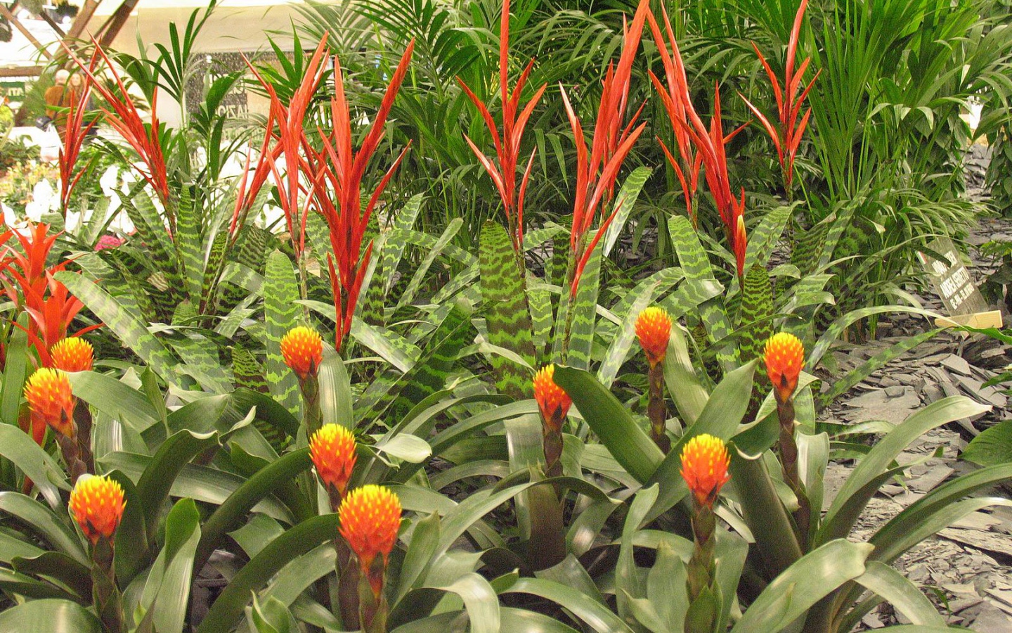 Имбирь (роскоя) на дачном участке