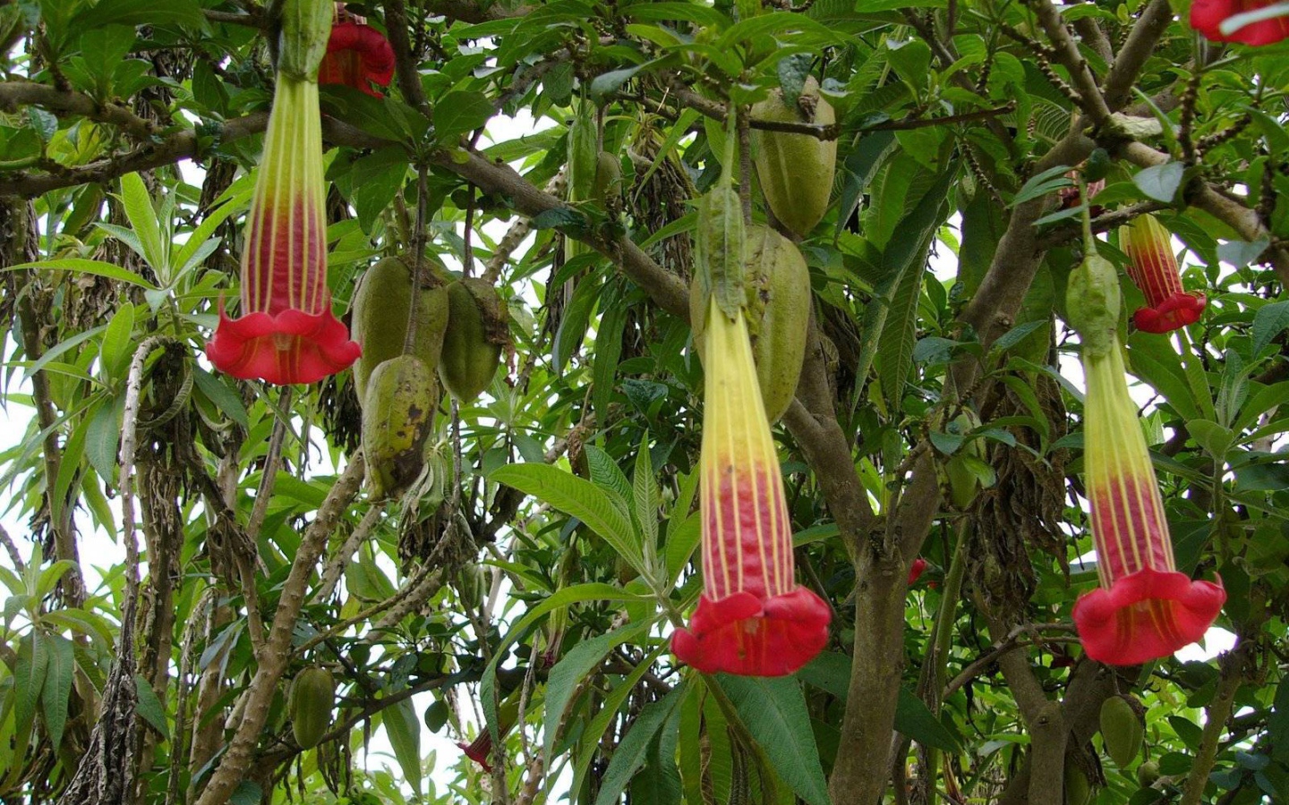 Выращивание растения бругмансия в саду