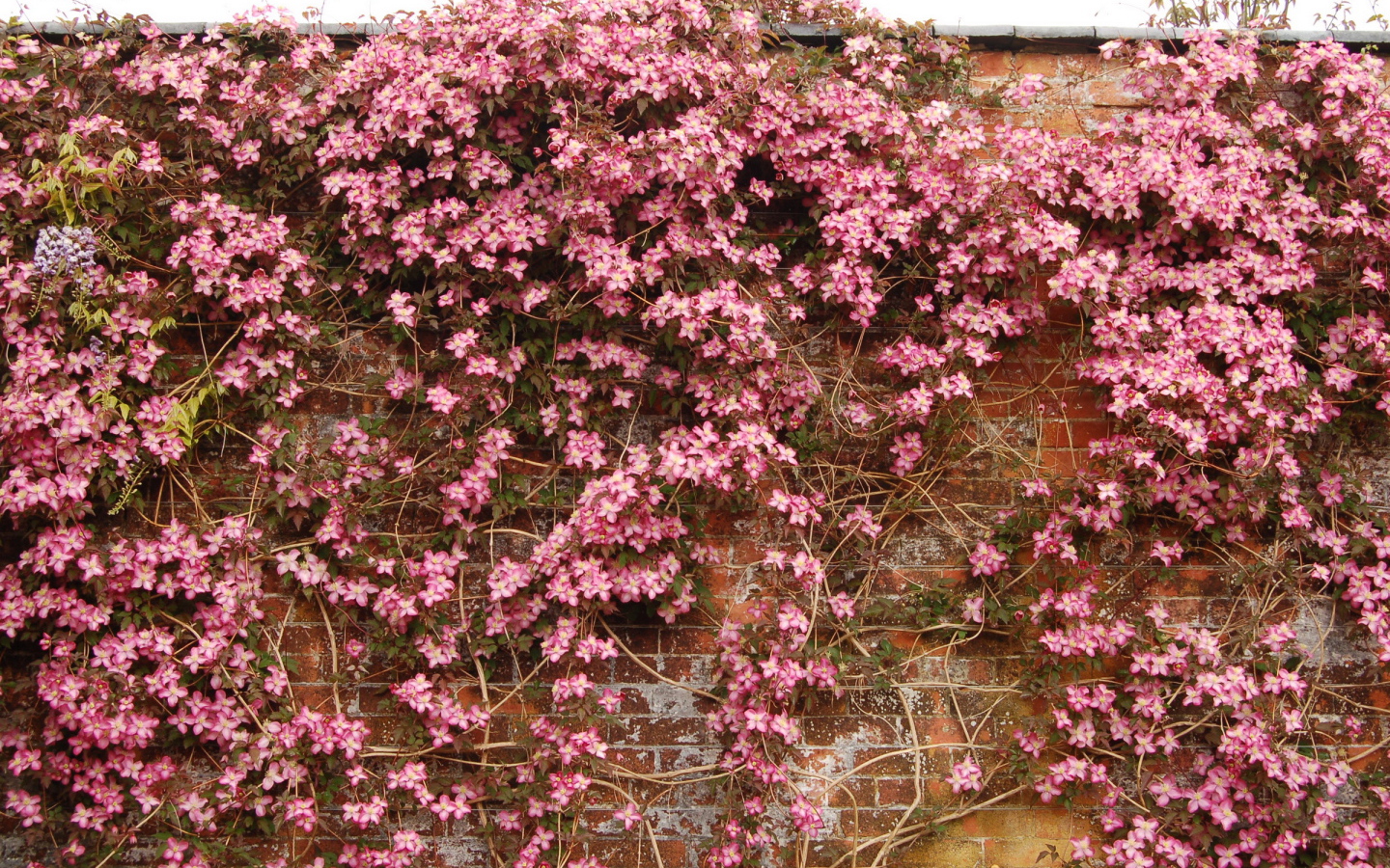 Выращивание цветов клематис в саду