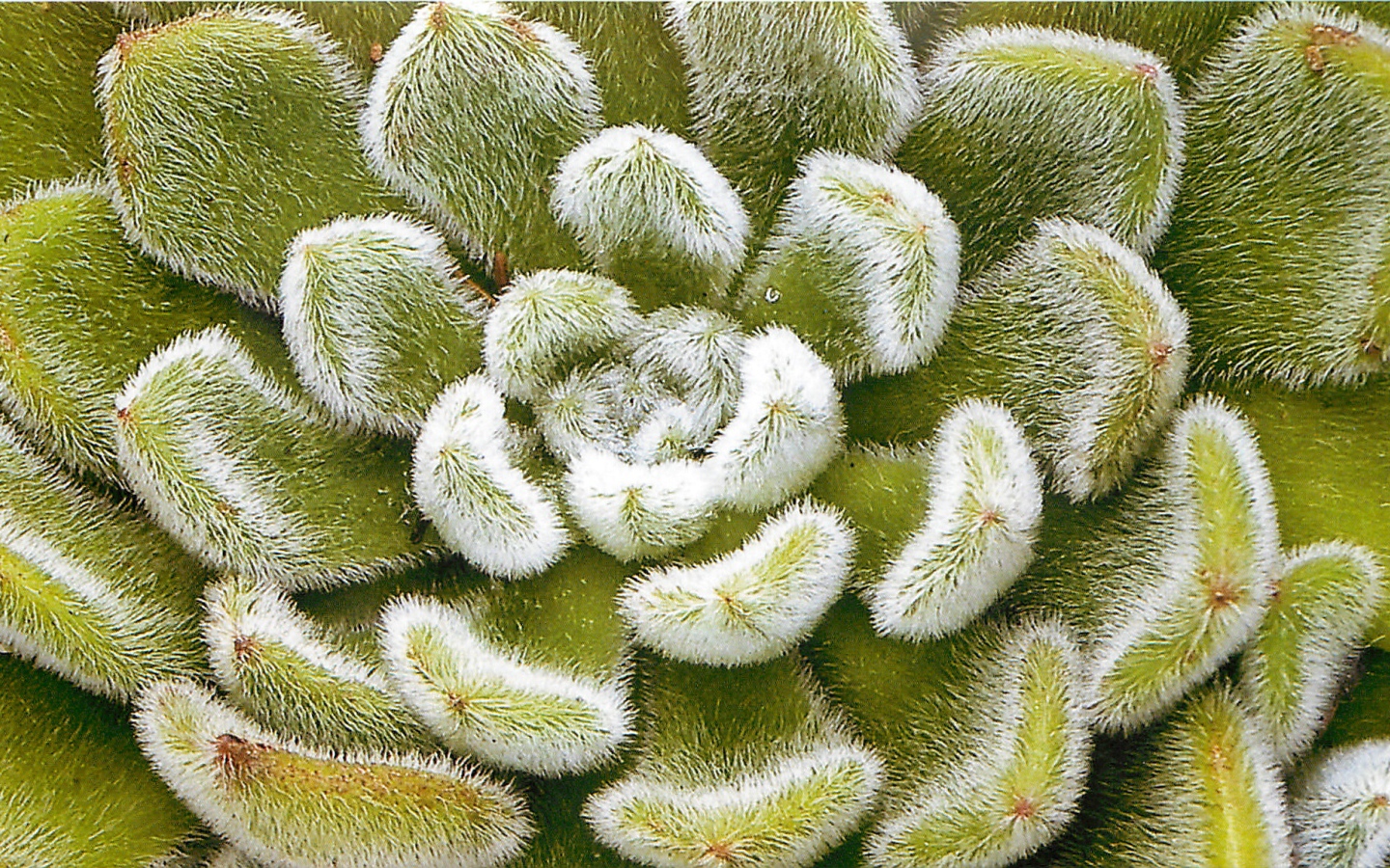 Выращивание цветов эхеверия (эчеверия)  в саду