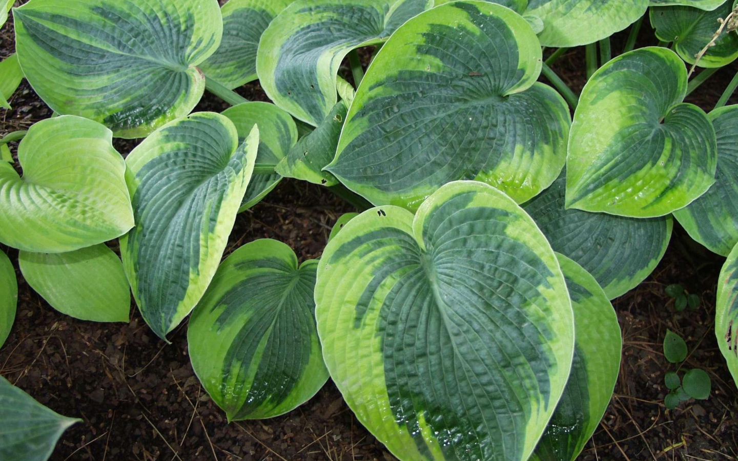 Выращивание растения хоста в саду