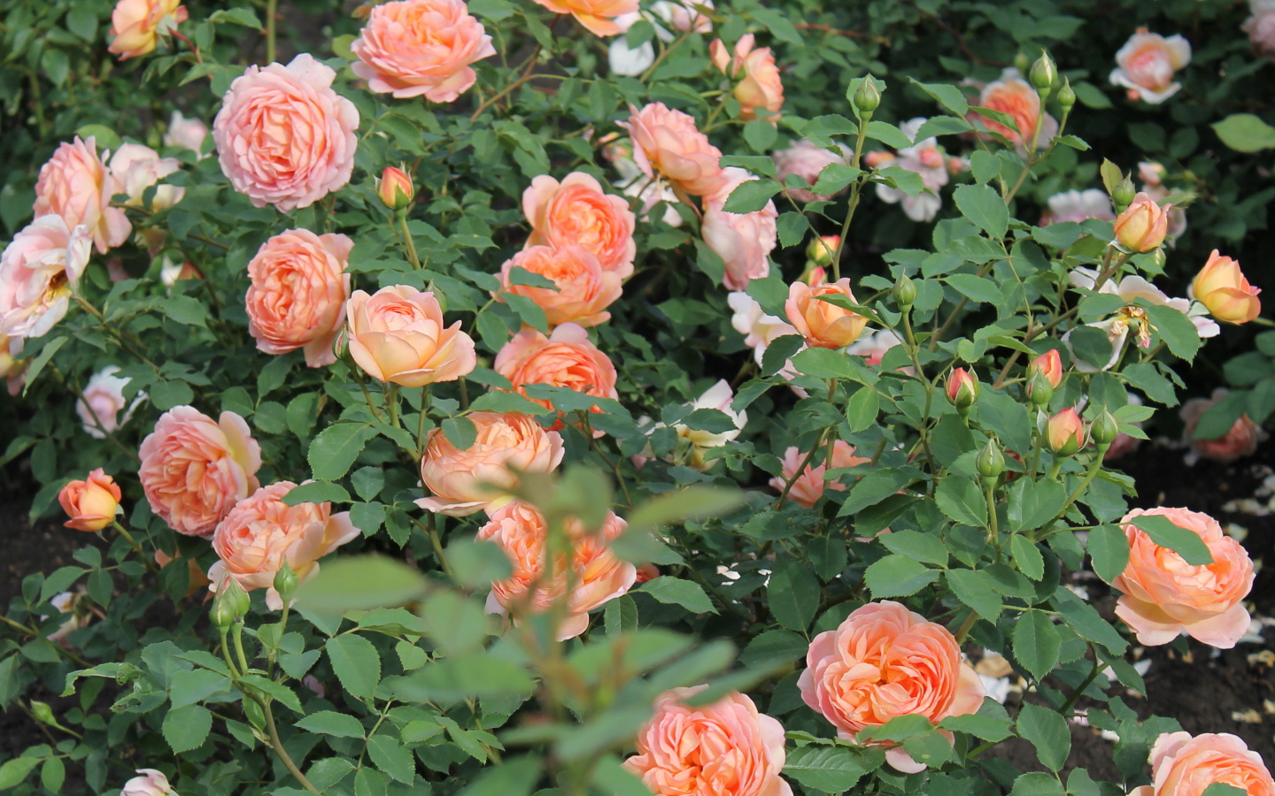 Выращивание кустарниковые розы в саду