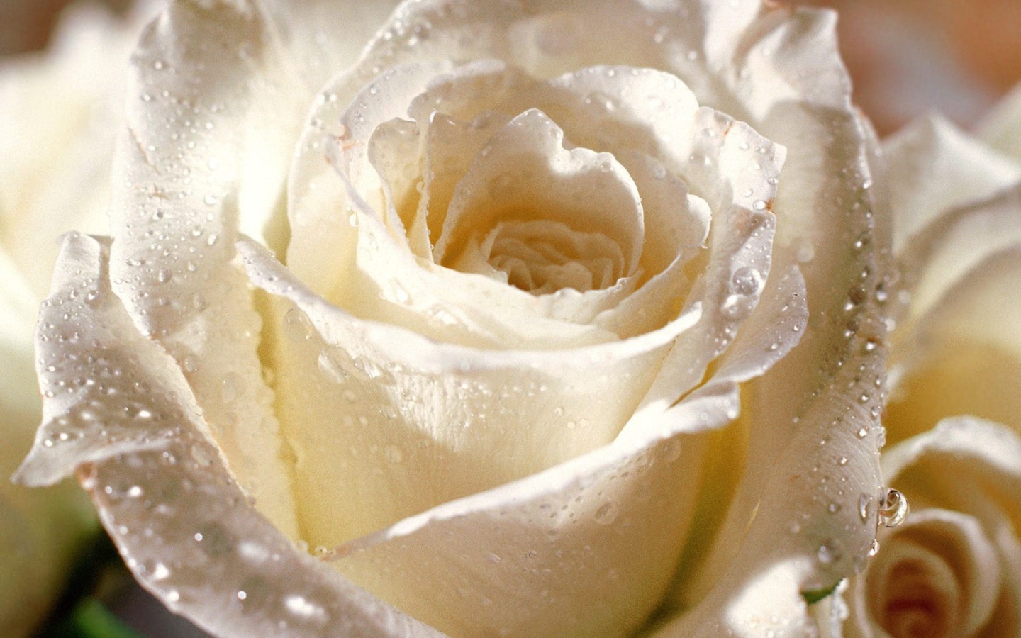 Цветы надежды