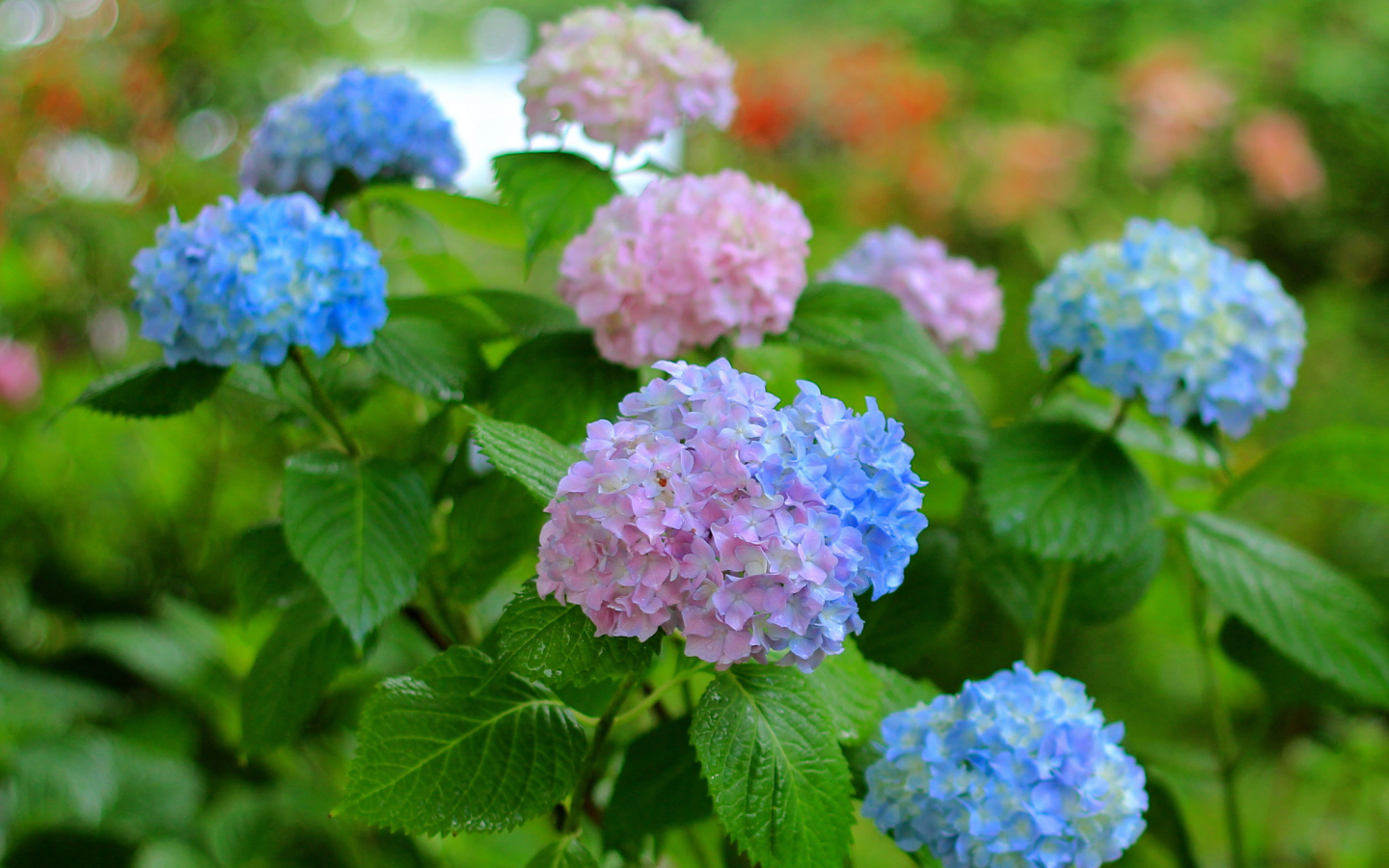 Садовые цветы гортензия на дачном участке