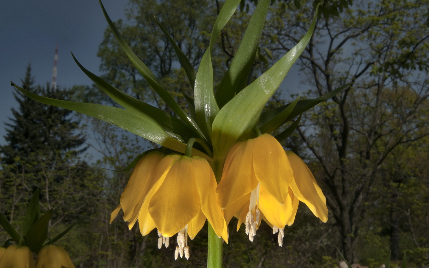 Садовые цветы рябчик императорский на дачном участке