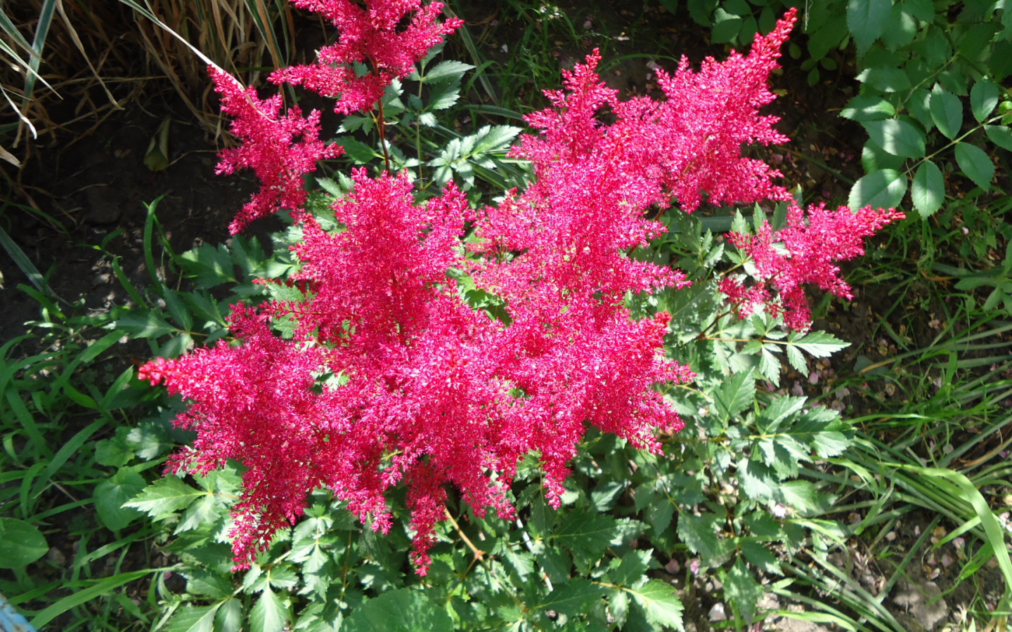 На поляне красивые цветы астильба