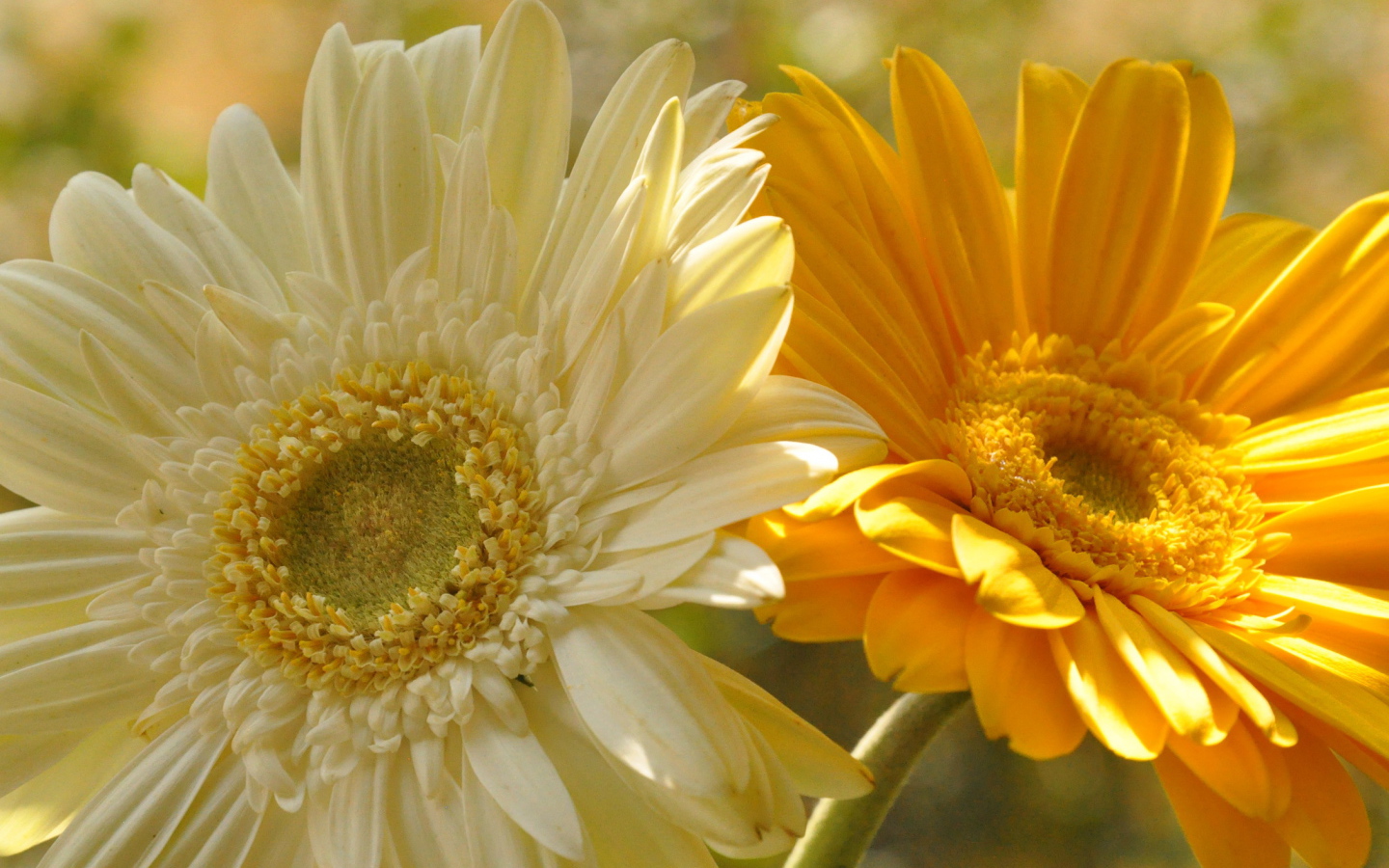 На поляне красивые цветы гербера