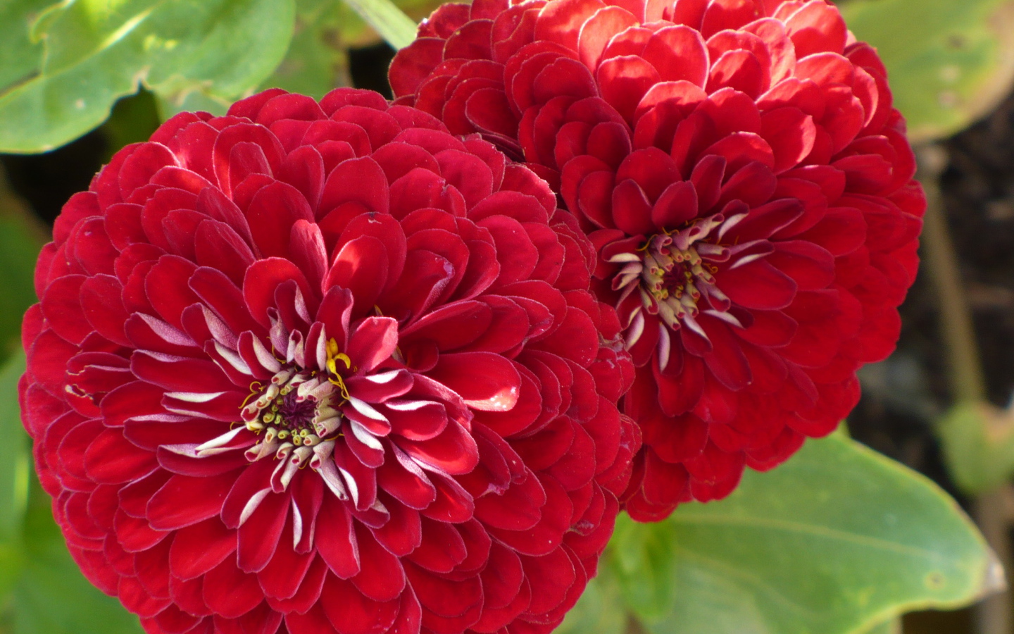 На поляне красивые цветы цинния (циния)