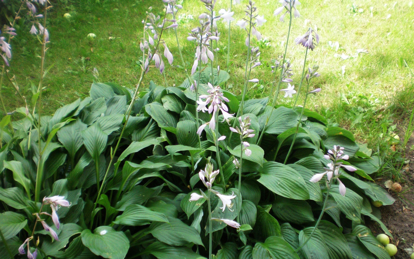 На поляне красивое растение хоста