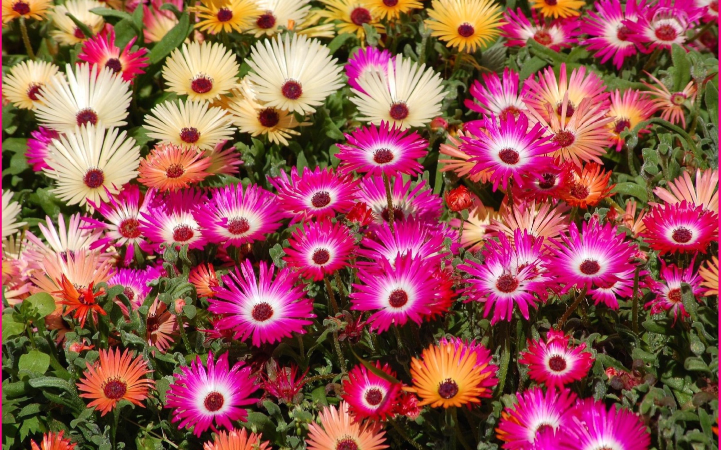 В лесу красивые цветы маргаритки