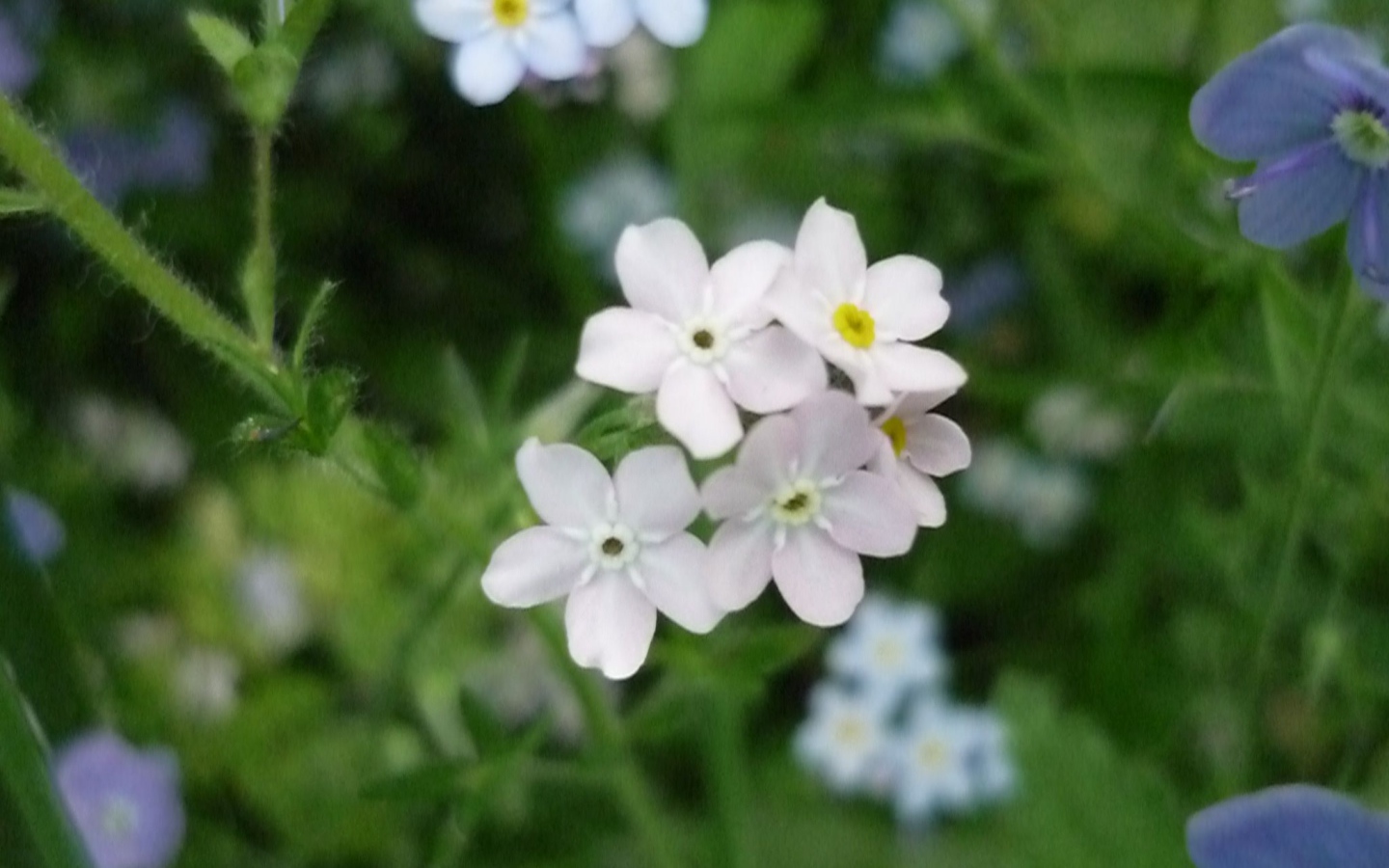 В лесу красивые цветы незабудки