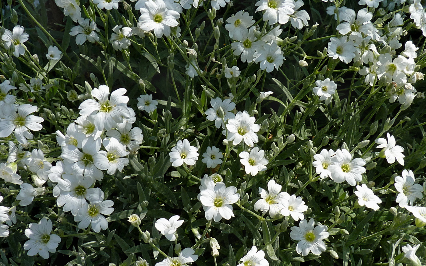 В лесу растение резуха