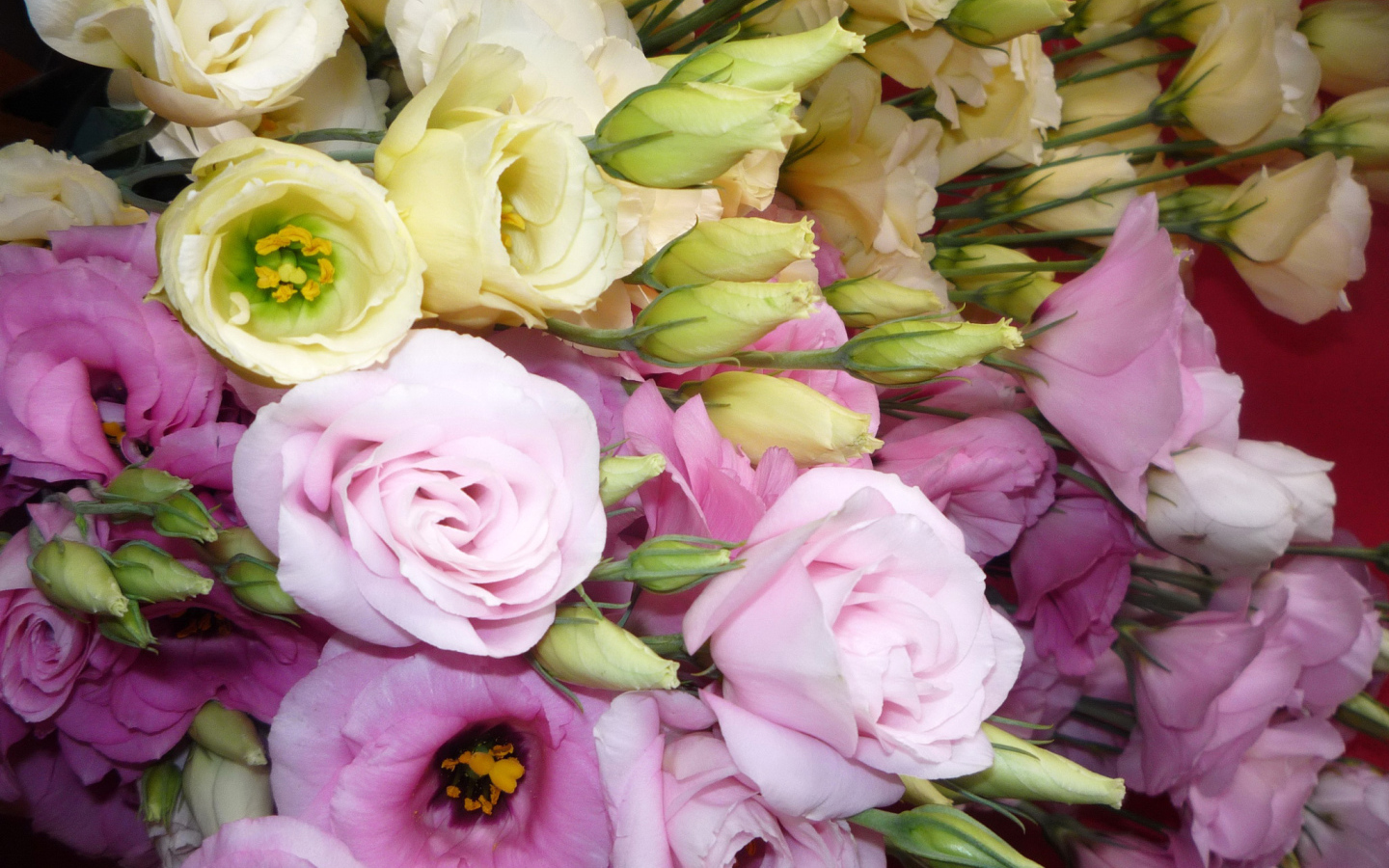 В саду красивые цветы эустома (ирландская роза) 