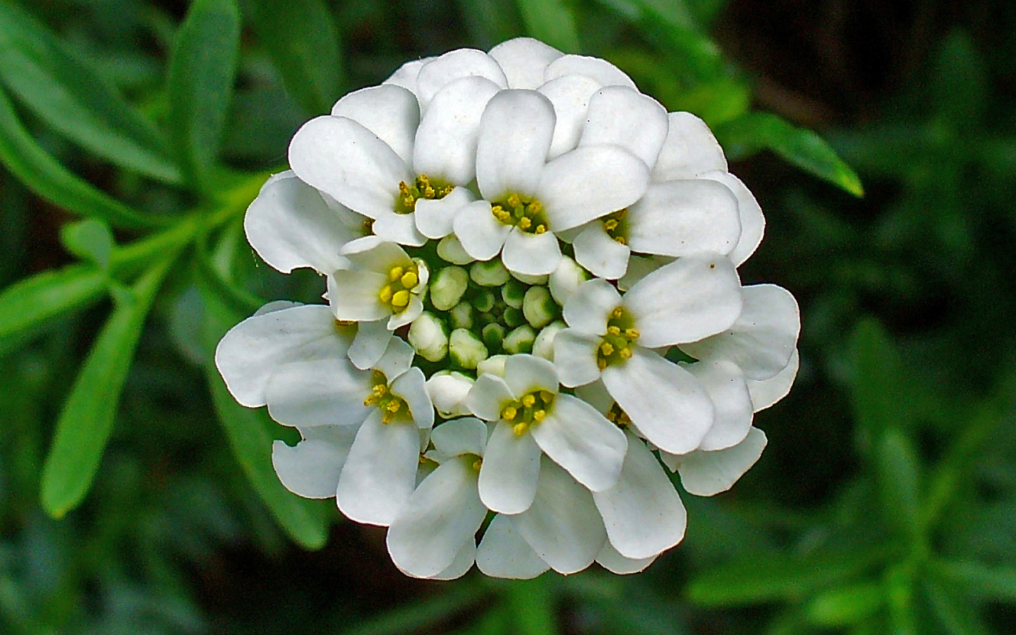 В саду красивые цветы иберис