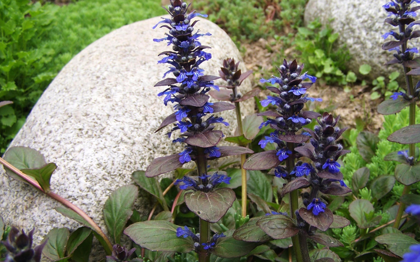 В саду красивые цветы аюга