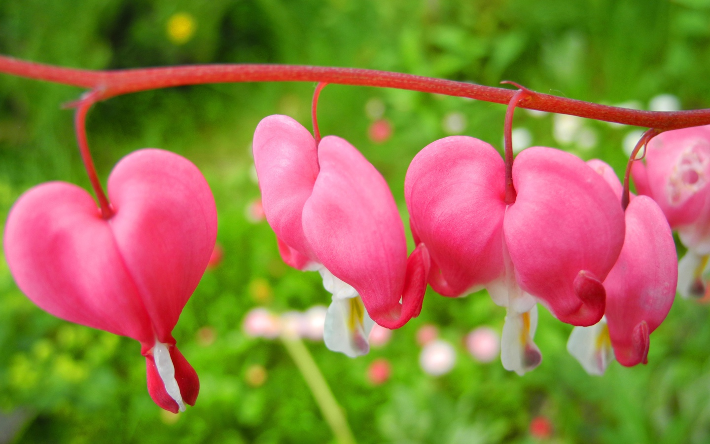 В саду красивые цветы дицентра