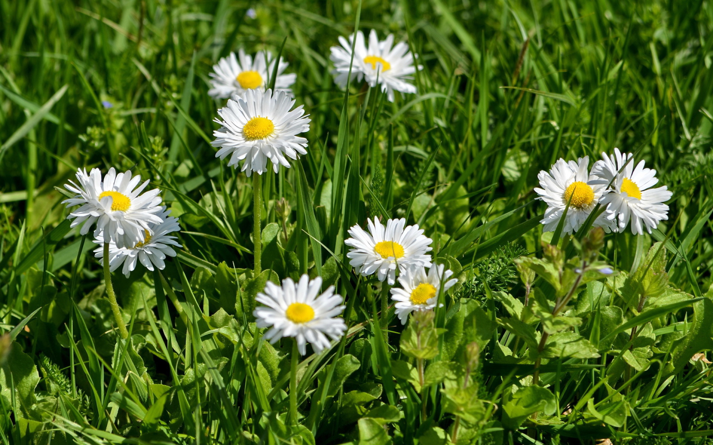 В саду красивые цветы маргаритки
