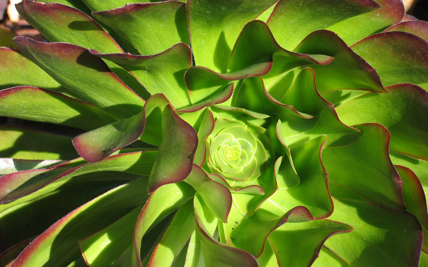 В саду красивые цветы эхеверия (эчеверия) 