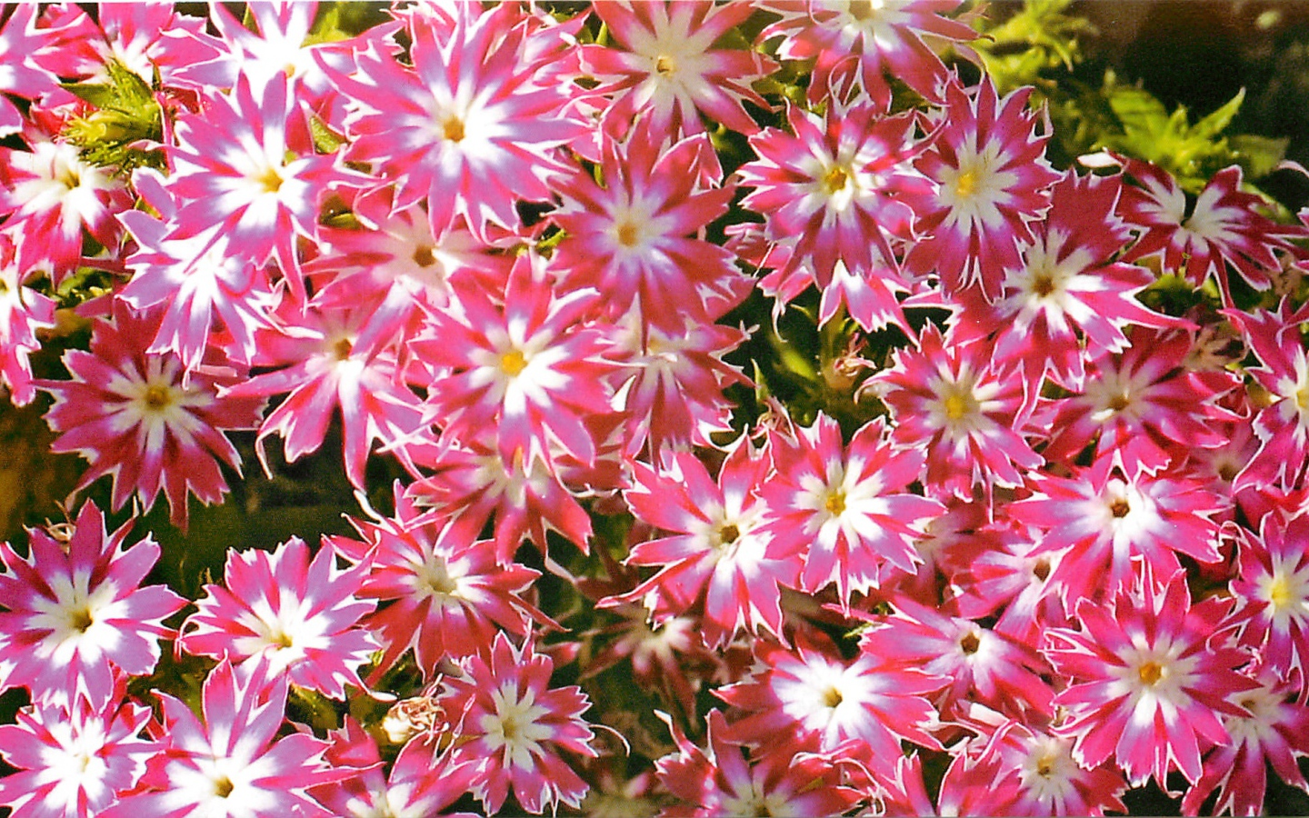 В саду красивые цветы флокс