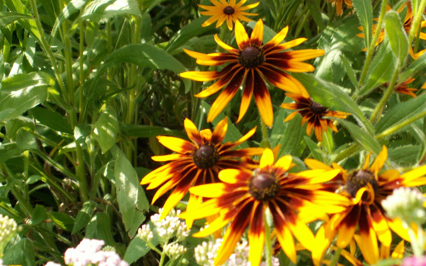 В саду красивые цветы рудбекия