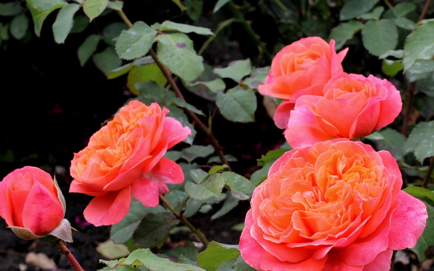 В саду красивые цветы кустарниковые розы