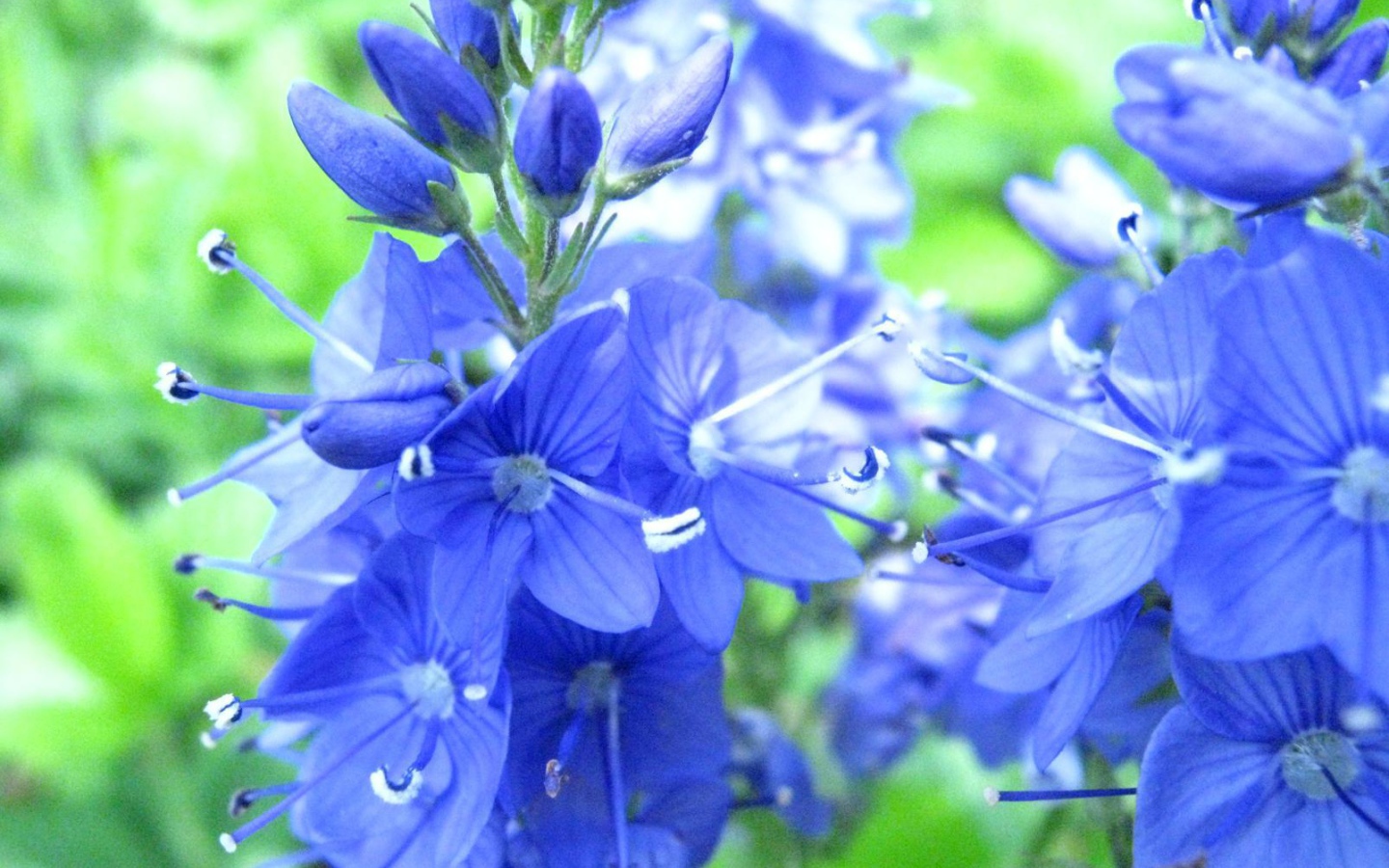 В саду красивые цветы вероника