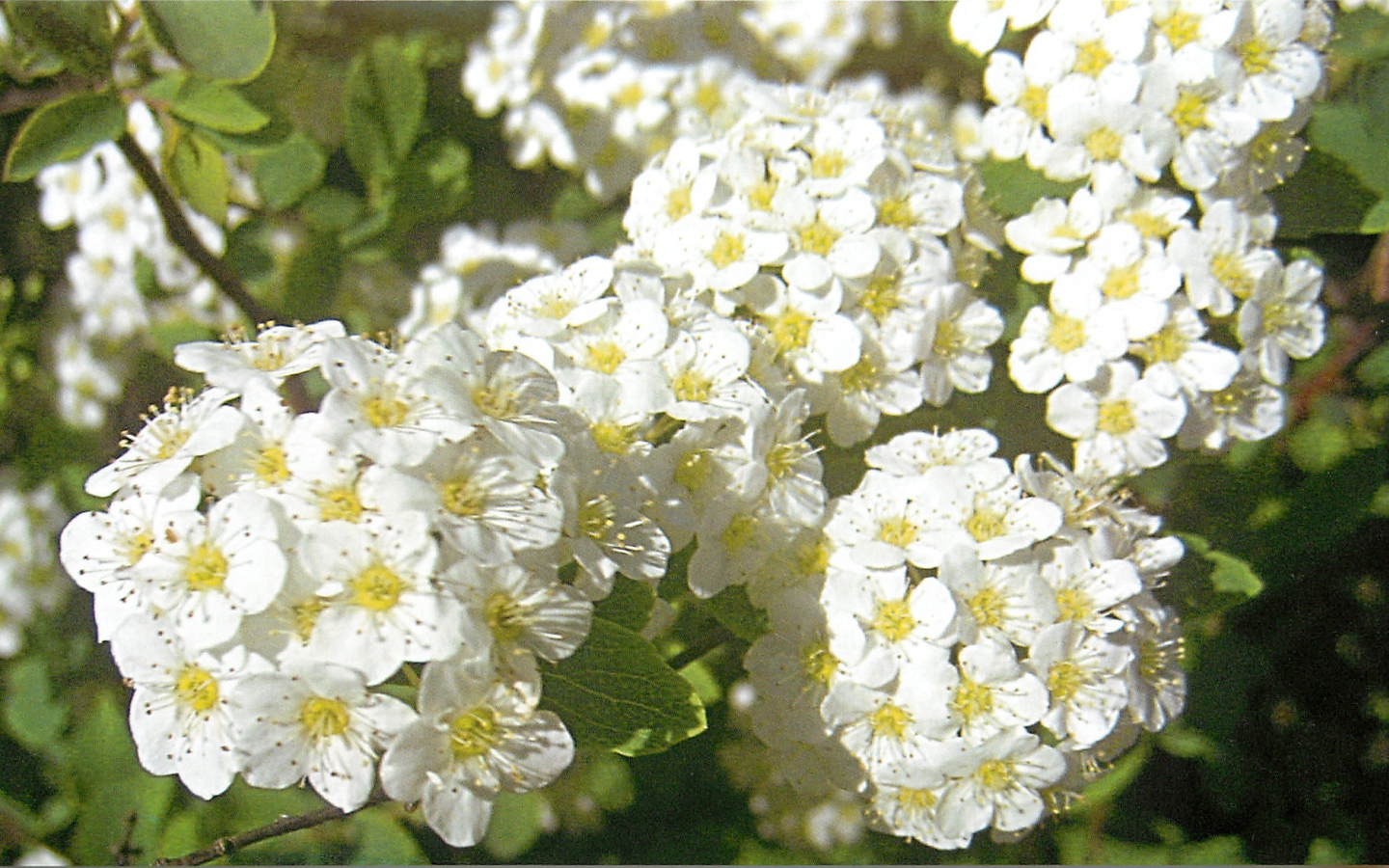 В саду красивые цветы спирея