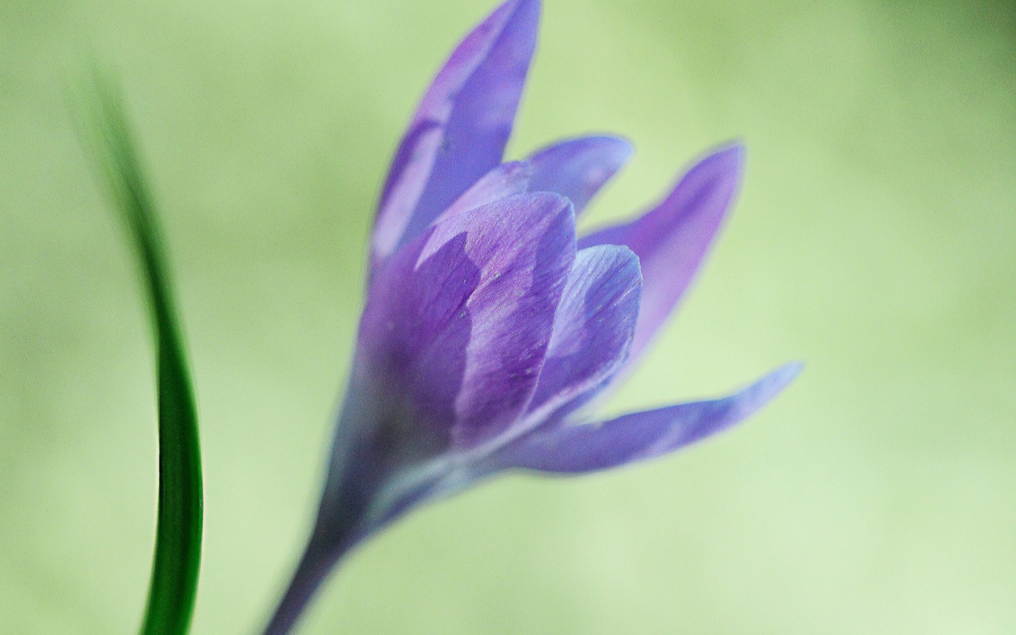 Интересный цветок